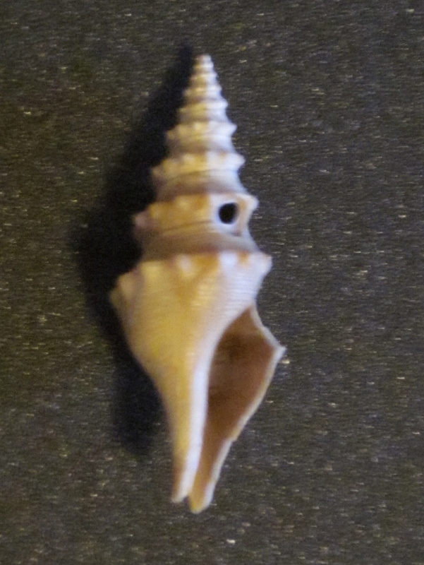 fossili di fauglia pisa